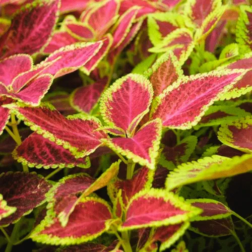 Forskolina - ingrediente Burn Slim