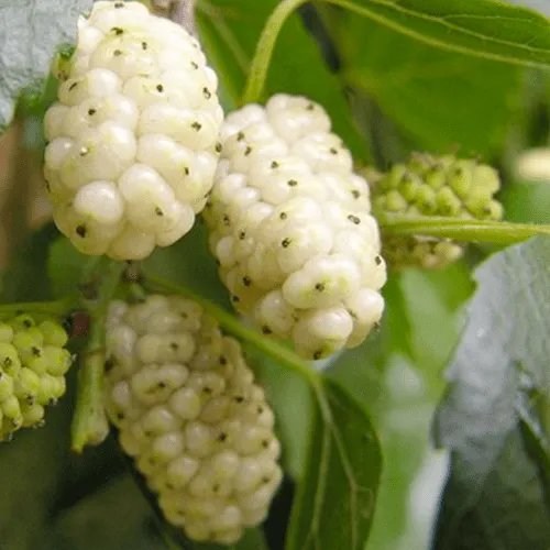 Gelso Bianco - ingrediente Burn Slim