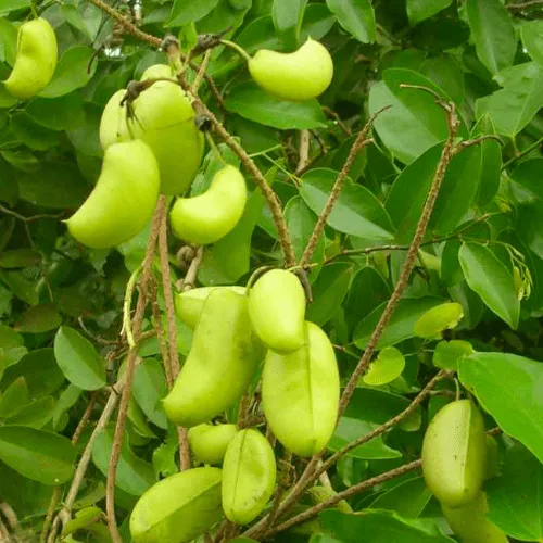 Griffonia - ingrediente Burn Slim